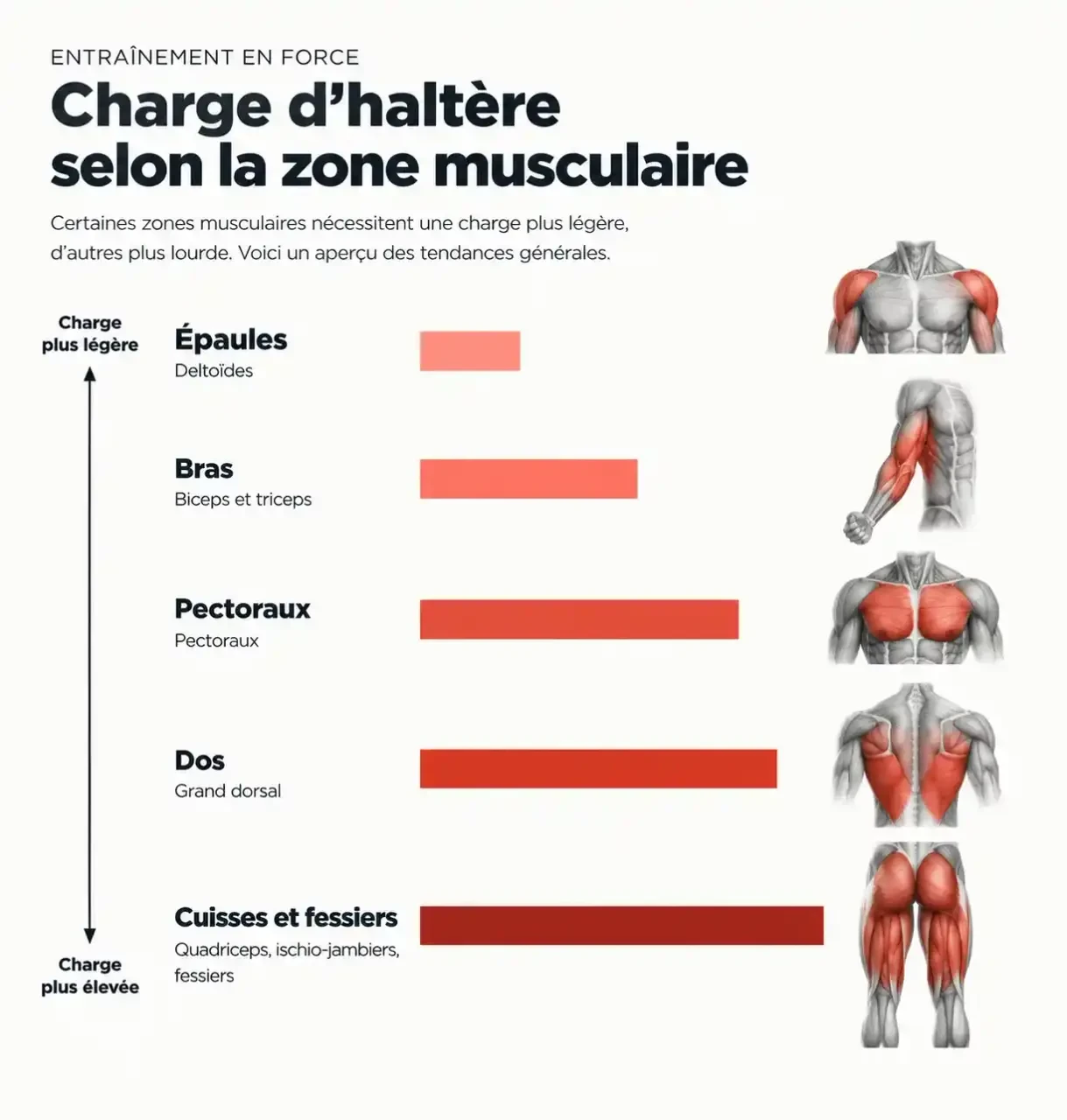 Haltère poids : niveau de charge recommandé par groupe musculaire, des épaules aux cuisses