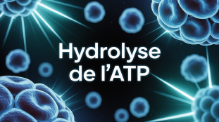 hydrolyse de l atp visualisation cellulaire energie